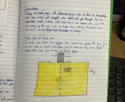 Year 6 Pupils Notes re Veins Arteries and Capillaries Experiment
